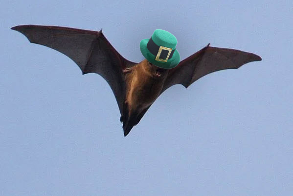 Noctule Bat in a Hat
