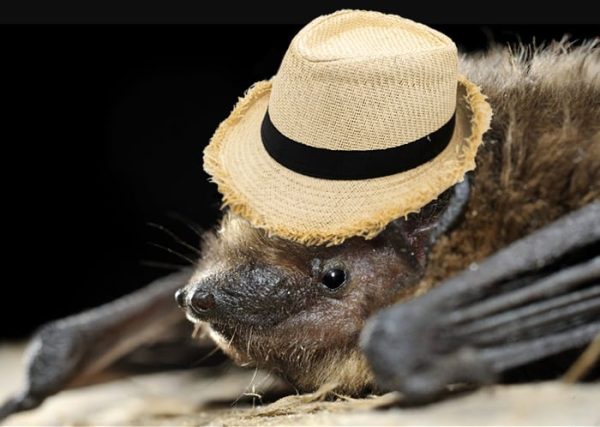 Pipistrelle Bat in a Hat